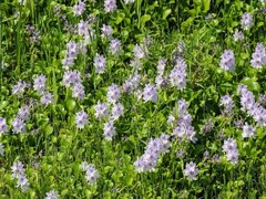 اکوسیستم شمال ایران در آستانه نابودی