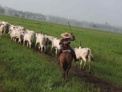 نابودی تدریجی پوشش گیاهی بزرگ‌ترین جنگل بارانی جهان 