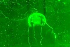 چین از پهپاد شبح‌گونه «عروس دریایی» برای مأموریت‌های پنهان زیر آب رونمایی کرد