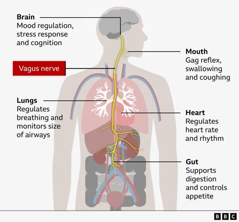 عصب واگ؛ کلید پنهان بدن برای آرامش و مقابله با استرس