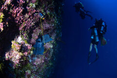 کشف احتمالی ۲۰ گونه جدید در «منطقه گرگ‌ومیش»