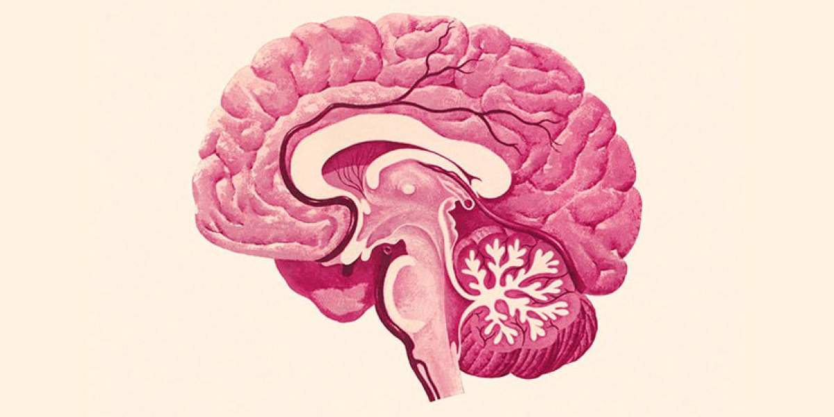 ارتباط ویروس تبخال با آلزایمر و التهاب مغزی